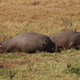 Illustration for article titled Out of Africa. Hungry Hungry Hippos.